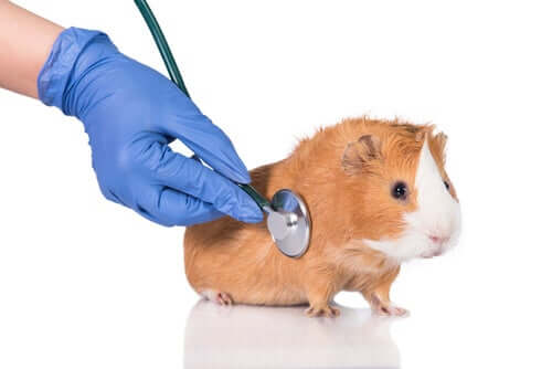 Preventing Parasitic Infestations in Guinea Pigs