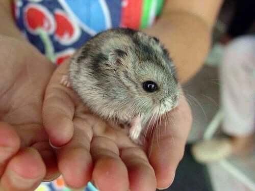 Should You Be Worried About a Hamster Bite?