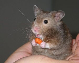 A hamster eating a treat.