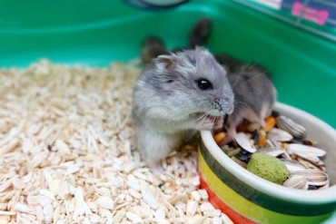 all you need to know about hamsters