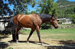Shoeing a Horse: How to Do it Safely