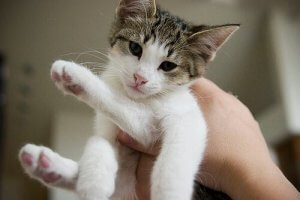 What's the Ideal Pet for a Child?