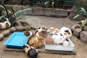 A group of guinea pigs.