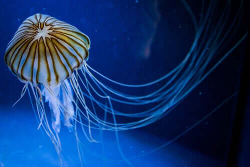 A jellyfish in the sea.