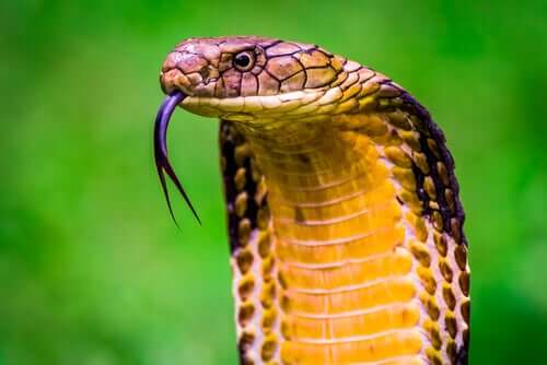 The 10 Most Poisonous Animals in the World