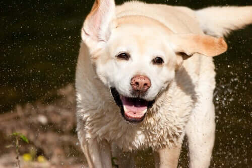 A playful labrador is a kid's best friend.