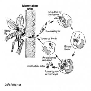 Leishmania is a type of single-celled parasite.