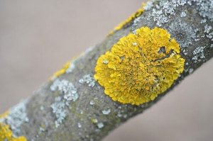 Some lichen.