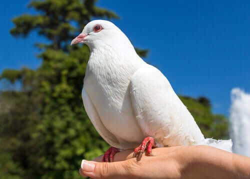 A dove perched on a hand.
