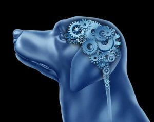 Can Dogs Suffer from Obsessive Compulsive Disorder?