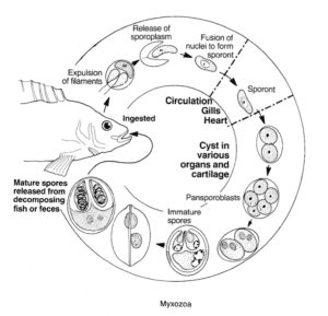Myxozoa are single-celled parasites.