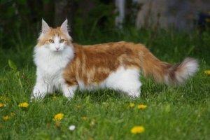Discover the Majestic Norwegian Forest Cat