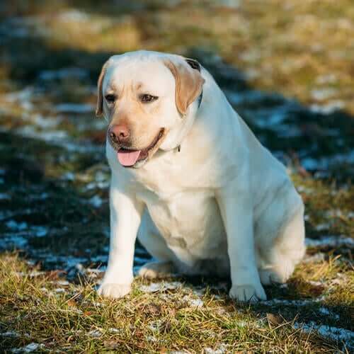 A very overweight Labrador.