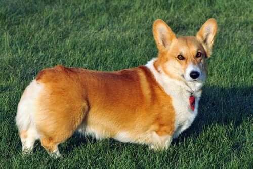 The Pembroke Welsh Corgi: Everything You Need to Know
