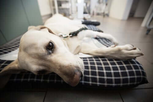 A dog laying on a hospital bed.