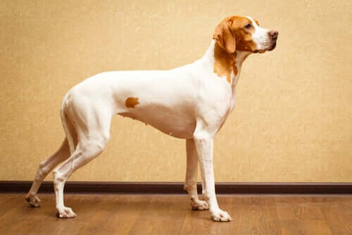 Short-Haired Dog Breeds: Less Grooming!
