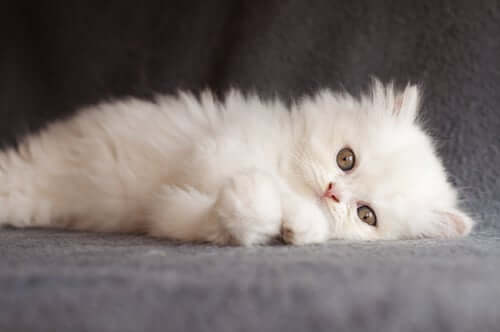 A Persian cat.