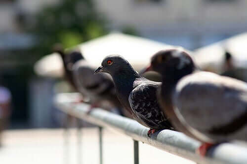 Pigeons in Big Cities: A Major Plague