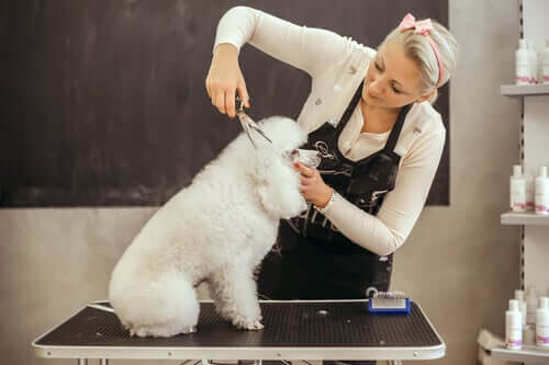 Clipping a poodle's fur.