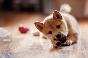 Pet Care: Poor Nutrition and Associated Health Issues