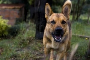Rabies in Dogs: Symptoms and Treatment
