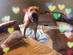 A Shelter Dog Who Couldn't Find a Home: Bear's Sad Story