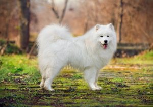 Samoyeds are perfect for life in the country.