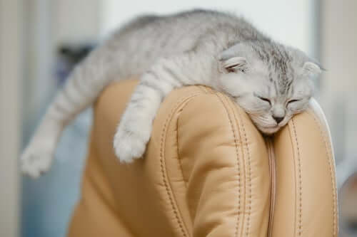 A Scottish fold sleeping.