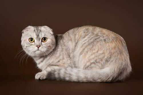 A portrait of a Scottish fold.