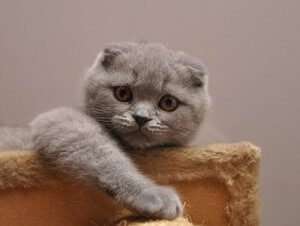 The Scottish Fold: The World's Sweetest Cat