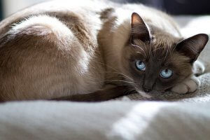 How to Care for Pregnant Pets