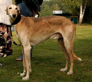 The Sighthound Family: 7 Breeds from Around the World