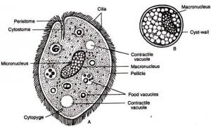Ciliated parasites.