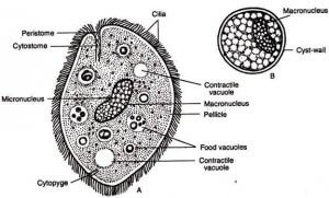 Ciliated parasites.