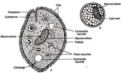 Pets and Parasites: Understanding Single-Celled Parasites - My Animals