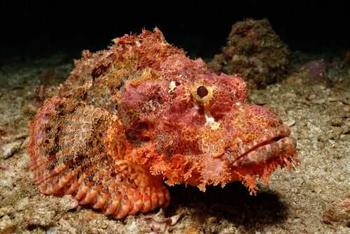 A stonefish.