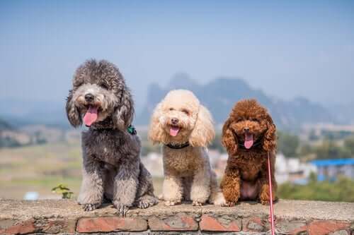 Poodles come in 3 sizes.
