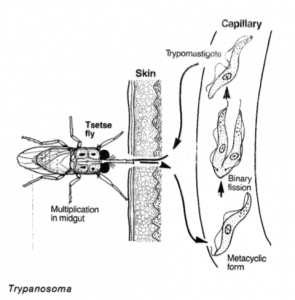 Trypanosoma.