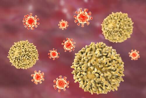 Lymphocytes help to defend the body against a virus.