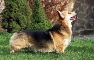 Corgis have short legs and large ears.