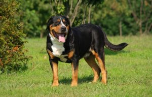 Six Popular Cattle Dog Breeds