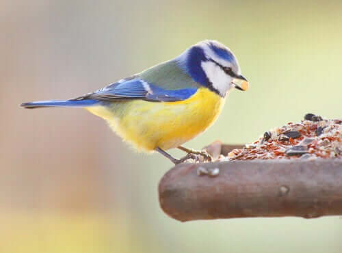 A bird eating.