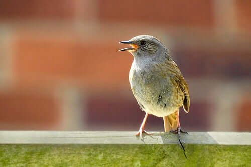 A bird standing at the window.