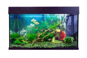 Fish Tank Setup - How to Do It Properly