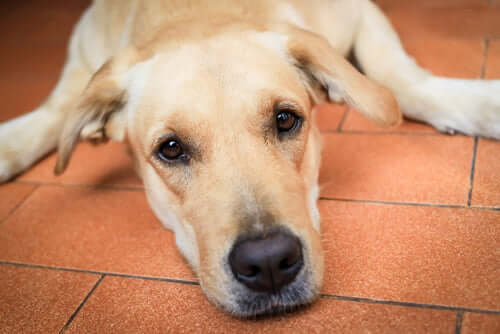 A frustrated looking dog.