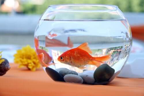 A goldfish in a glass bowl.