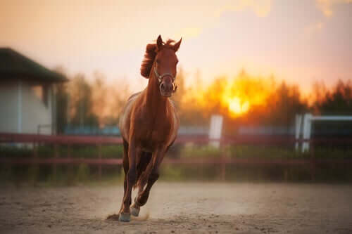 A horse running.