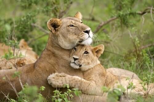 A lion and a cub.