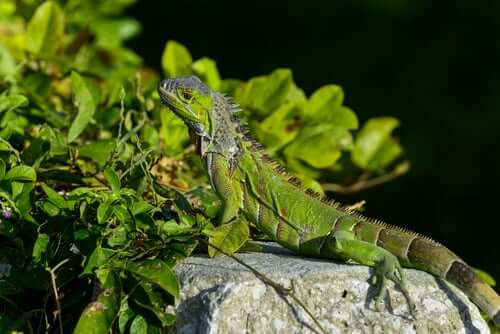 An iguana on a rock.