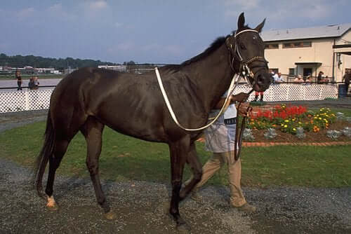 The Thoroughbred Horse - Bred for Racing